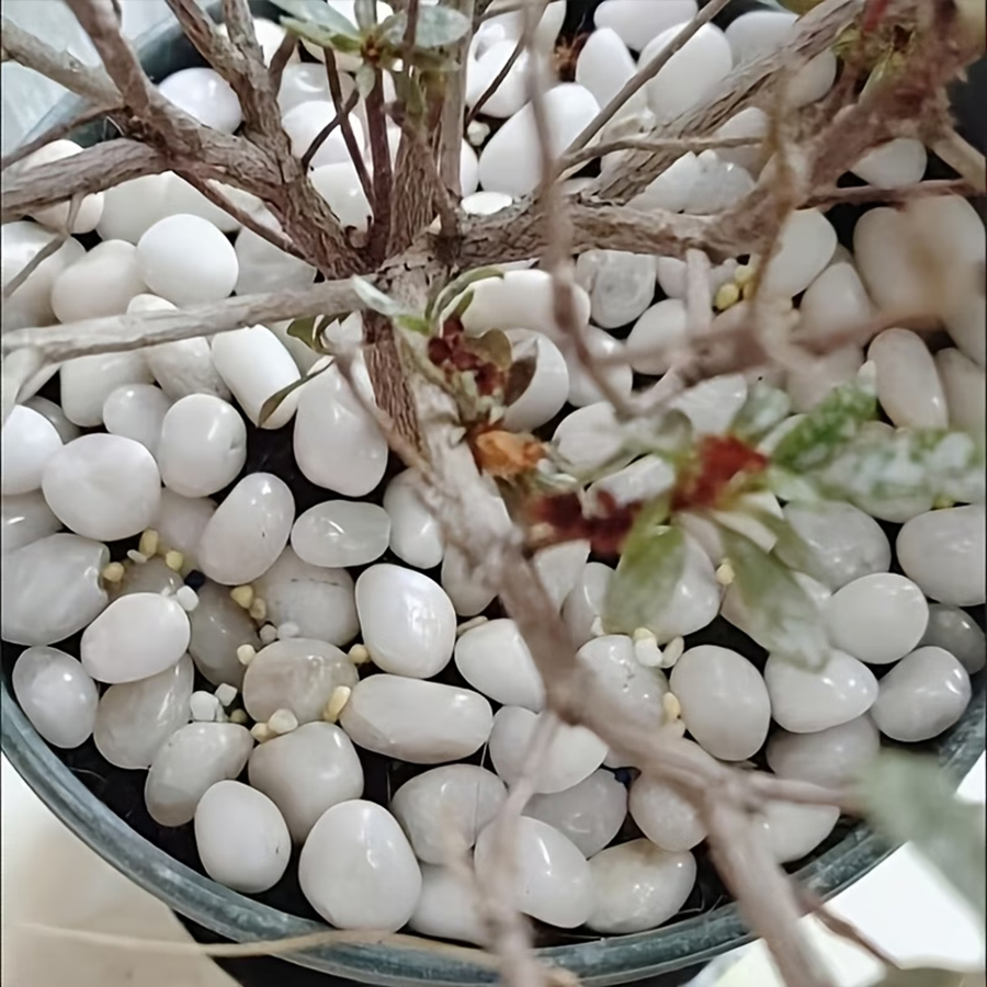 หินกรวดขัดเงาสีขาว 300/600 กรั - Bonsai Rock Garden บทวิจารณ์และราคา