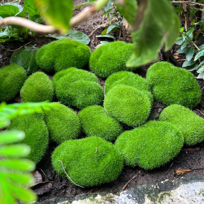 หินมอสจำลอง 5/30 ชิ้น หินมอสปร - Bonsai Rock Garden บทวิจารณ์และราคา