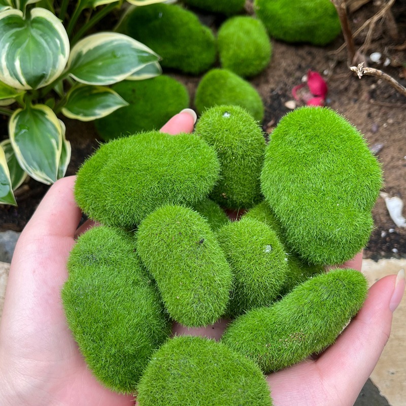 หินมอสจำลอง 5/30 ชิ้น หินมอสปร - Bonsai Rock Garden บทวิจารณ์และราคา
