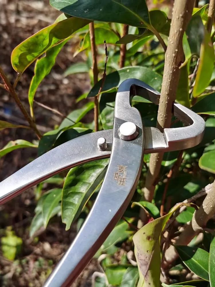 ชุดเครื่องมือบอนไซมืออาชีพ  คว - Concave Branch Cutter บทวิจารณ์และราคา