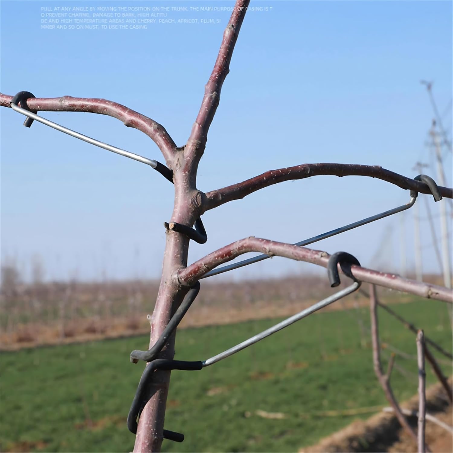 เครื่องมือปรับแต่งกิ่งไม้ผลไม้ - Bonsai Garden Tree บทวิจารณ์และราคา