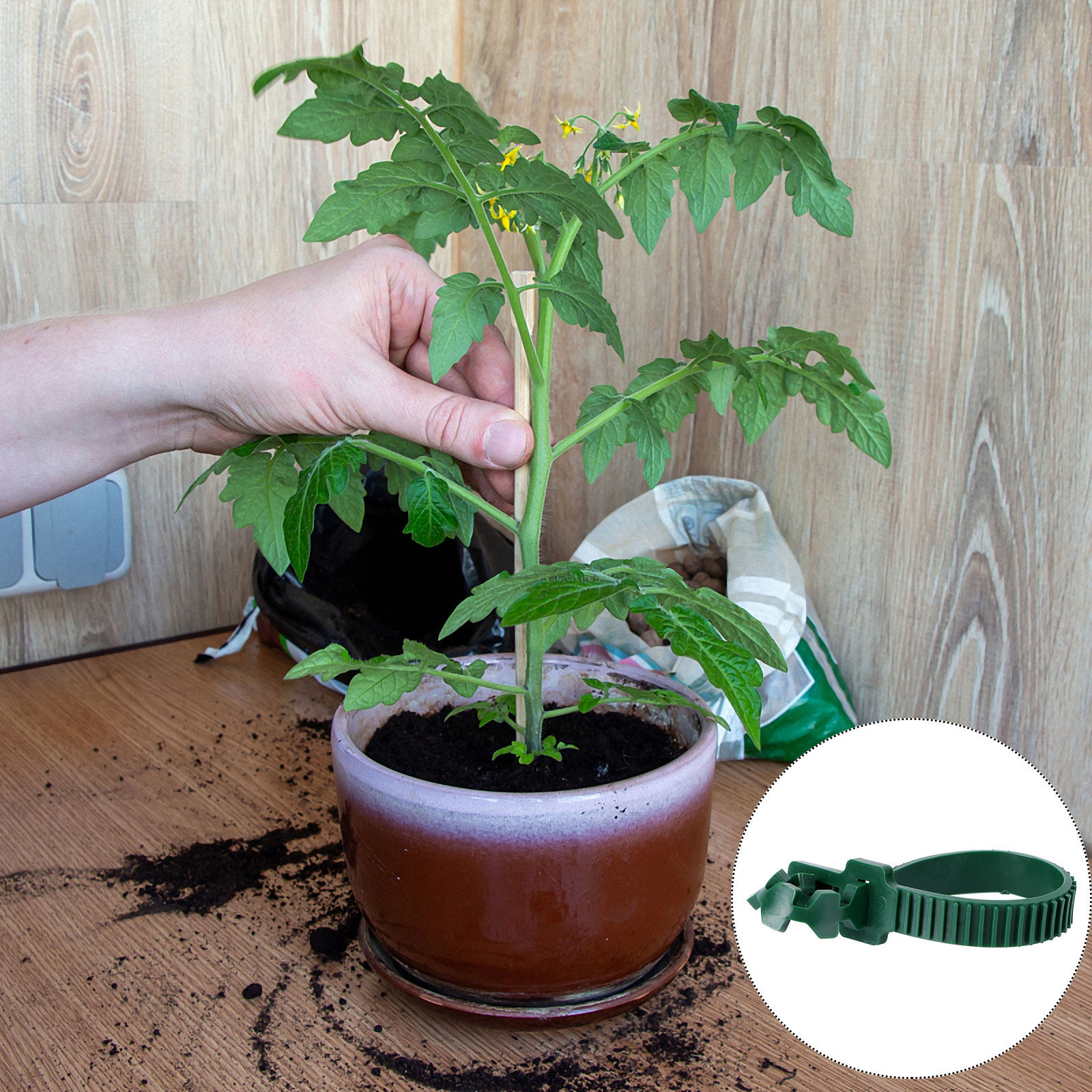 คลิปยึดเถาวัลย์สำหรับพืชในสวน  - Bonsai Garden Tree บทวิจารณ์และราคา