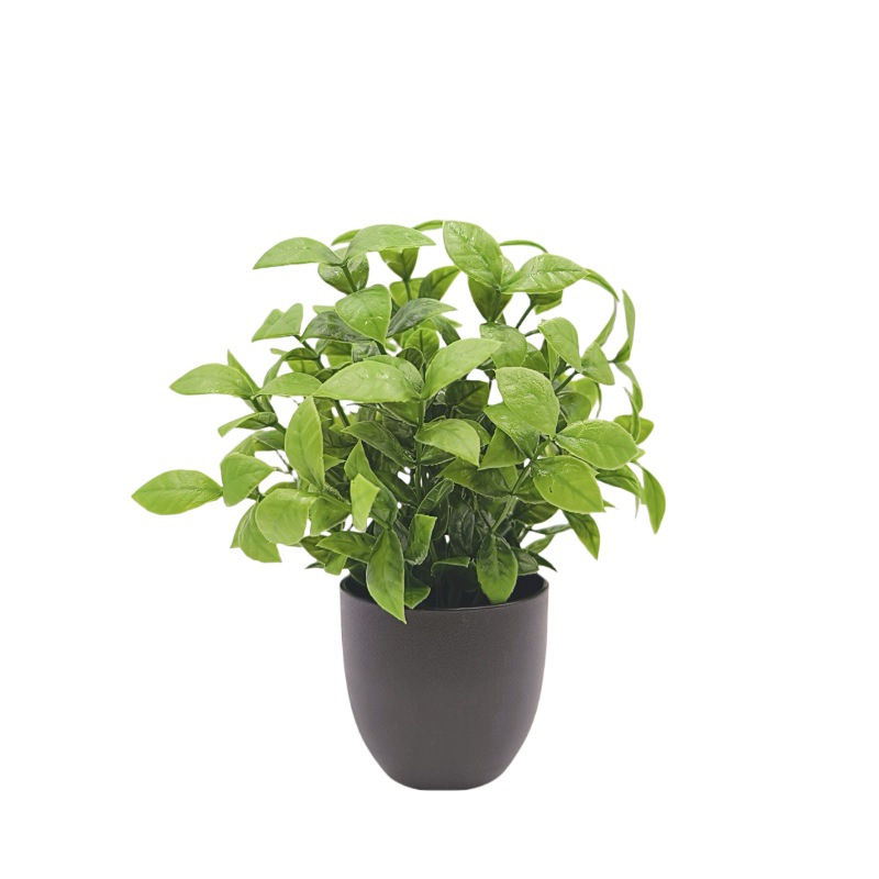 ต้นไม้จำลองสีเขียว บอนไซ ของตก - Bonsai Garden Mini บทวิจารณ์และราคา